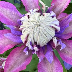 Op de afbeelding: Close-up van een clematisbloem met grote, gelaagde bloemblaadjes. De bloemblaadjes lopen over van diep paars naar een lichtere roze tint, rondom een ​​gestructureerd, lichtgroen centrum. Groene bladeren vormen de achtergrond.