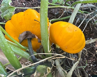 Abóbora patty pan limão Sol semente de vegetal 30