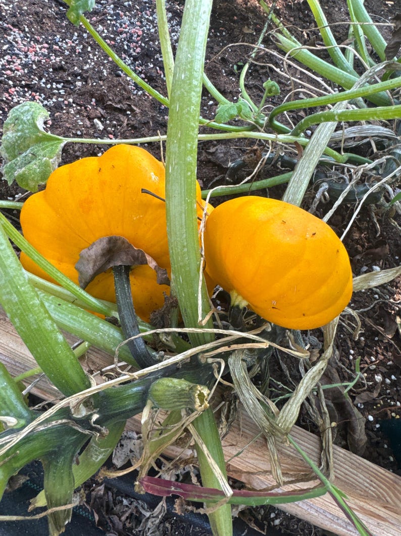 TattooGardener Lemon Sun Patty Pan Squash Seeds