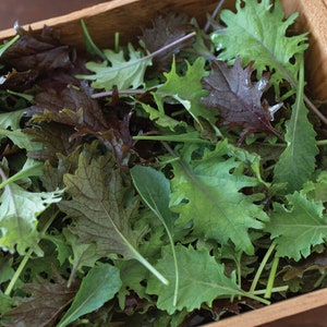 Kale  kale mix seed 100