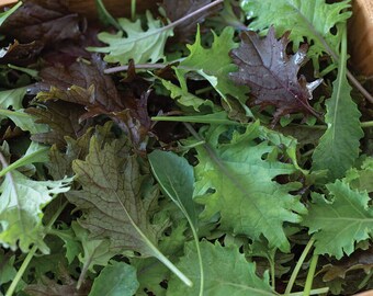 Può includere: Primo piano di una varietà di verdure a foglia verde, tra cui cavolo riccio rosso e verde e altre verdure miste. Le verdure sono disposte in una scatola di legno.