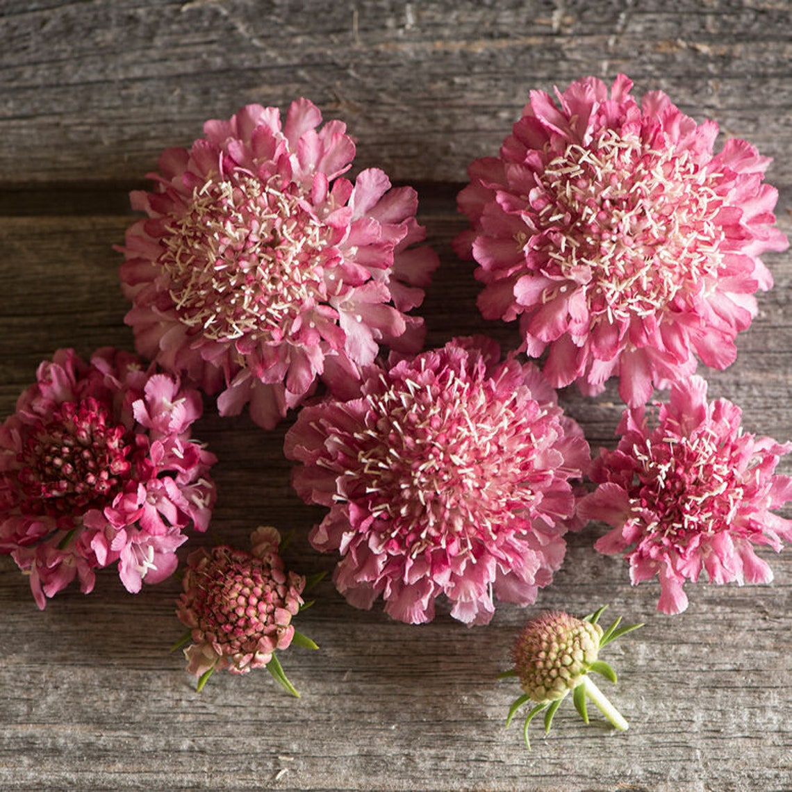 Scabiosa Salmon Rose Flower Seeds 50 Etsy