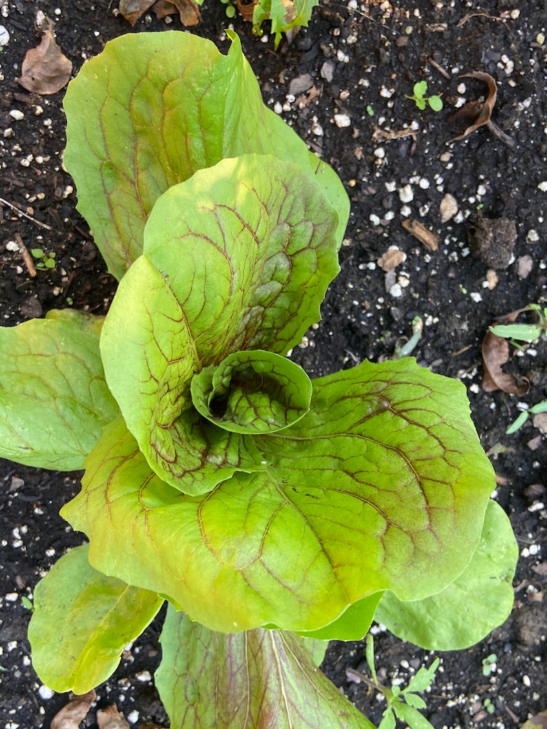 Spinach Amaranth Chinese Multicolor Heirloom Seeds 25 Etsy