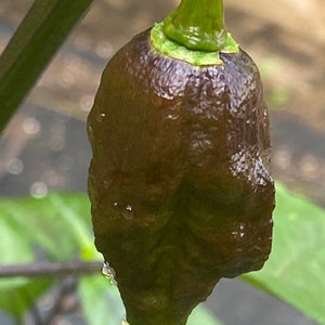 May include: A close-up of a dark brown pepper with a green stem. The pepper is covered in small bumps and has a shiny, wet surface.