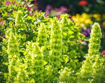 Bells Of Ireland  Seed