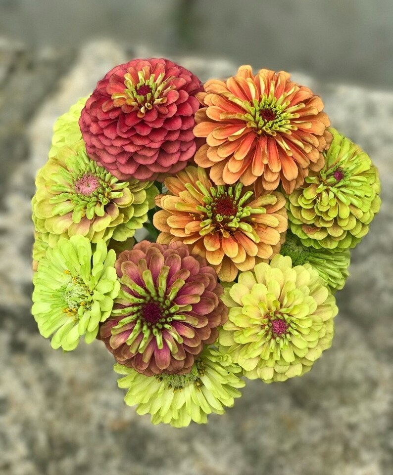Zinnia Queen Lime Blush Zinnia Seeds 25 Etsy