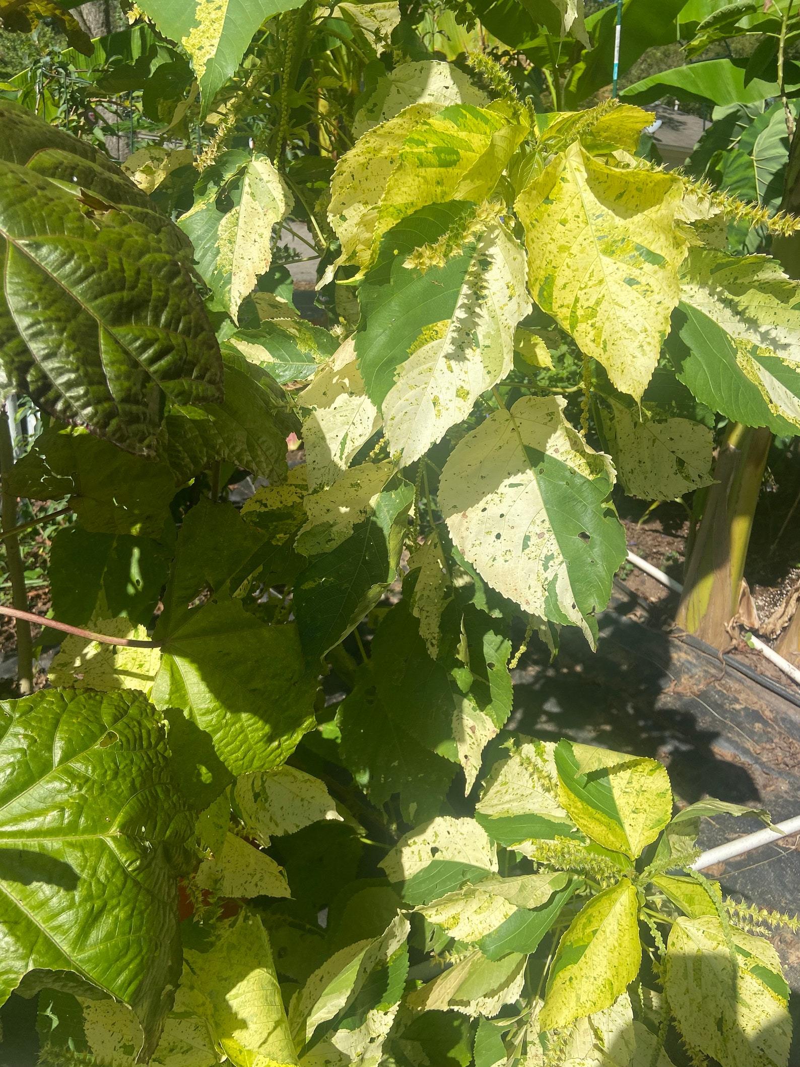 Copperleaf Kona Gold Seeds 20 Etsy