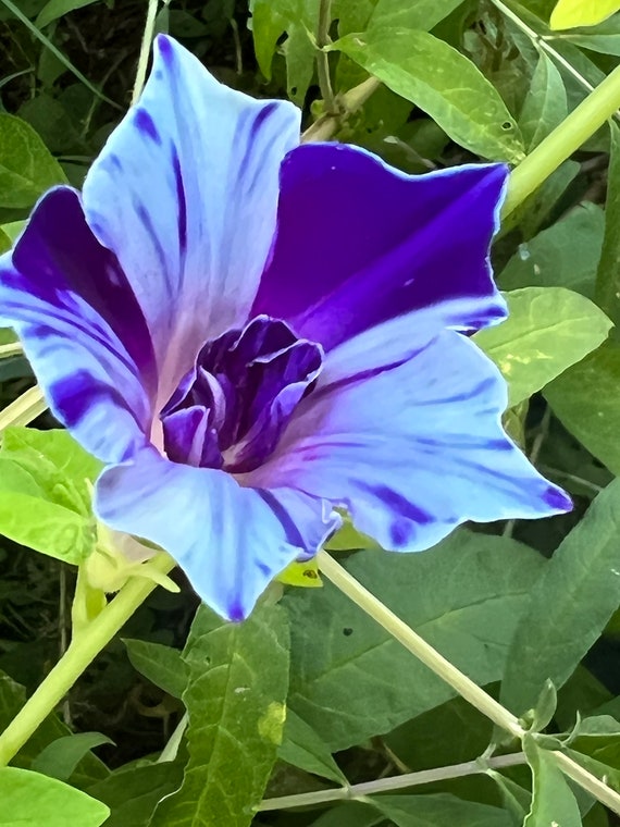 Morning Glory Flower Mixed Seed 15 - Etsy