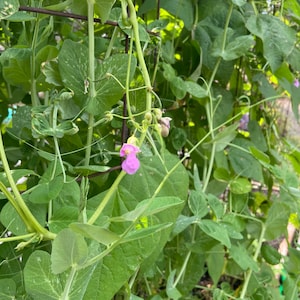 Bean CaveMan Red and White Bean seed 20
