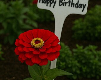 Zinnia happy birthday heirloom seed 50