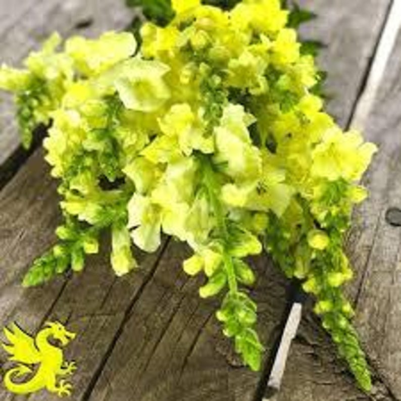 Puede incluir: Un ramo de flores de boca de drag&oacute;n amarillas con tallos verdes. Las flores est&aacute;n dispuestas en un ramo y est&aacute;n sobre una superficie de madera.