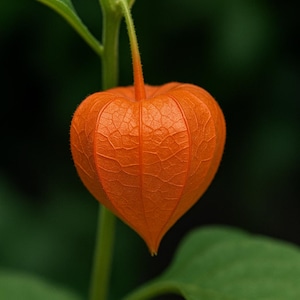 Lampionsamen Physalis Erbstücksamen 40