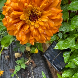 Zinnia Benary’s Orange 50