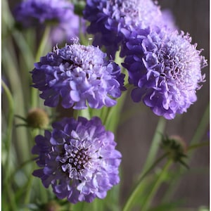 Graines de fleurs Scabiosa bleu Oxford 50