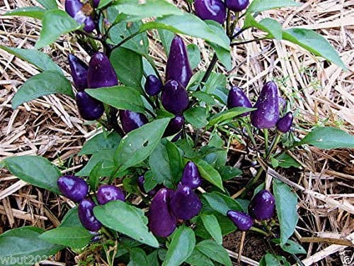 レッドペッパー　パープルウイング Purple pepper - Etsy 日本