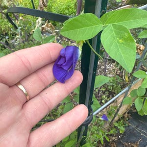 以下が含まれることがあります： 鮮やかな濃い紫色のバタフライピーの花が緑の蔓についており、繊細で折りたたまれた花びらと明るい緑の葉が特徴で、屋外の庭にある濃い緑色の金属製ガーデントレリスに成長しています。