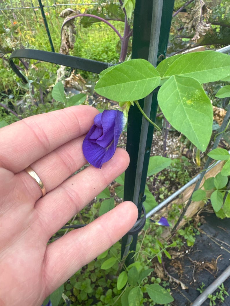 以下が含まれることがあります： 鮮やかな濃い紫色のバタフライピーの花が緑の蔓についており、繊細で折りたたまれた花びらと明るい緑の葉が特徴で、屋外の庭にある濃い緑色の金属製ガーデントレリスに成長しています。