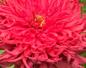 Zinnia Takll’s mix Heirloom seed 40