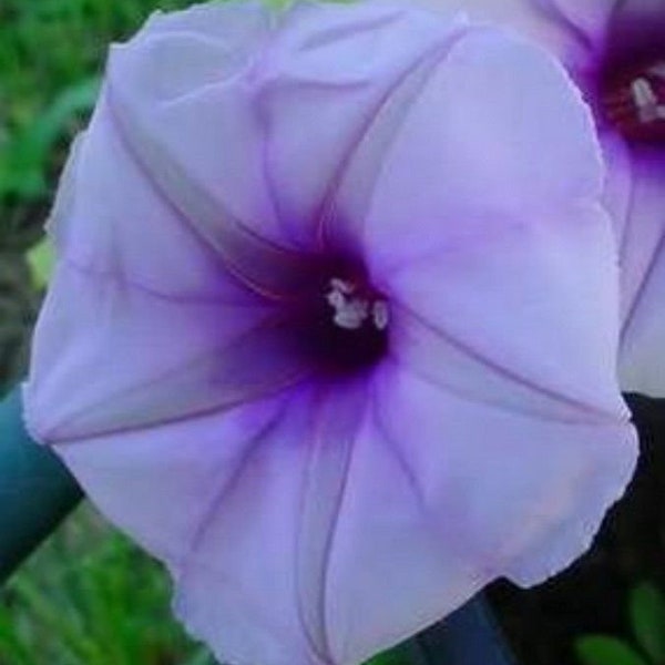 Moonflower Lavender moon flower vine seeds 10