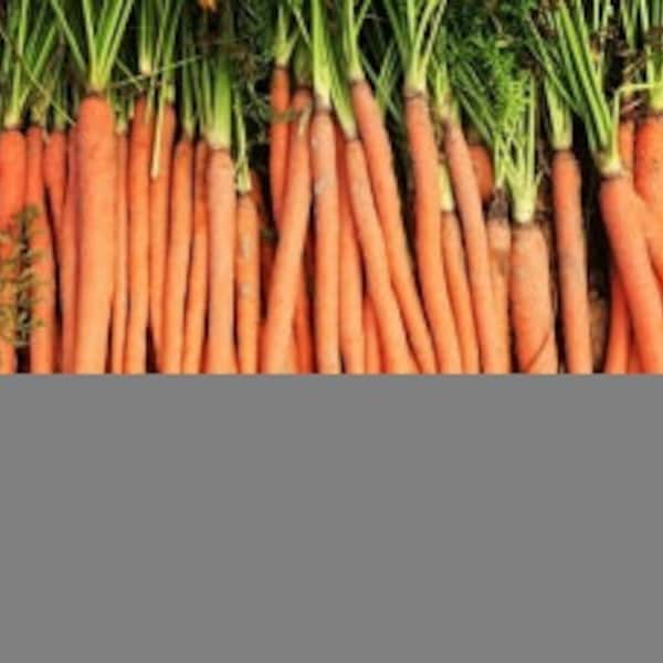 Carrots manpukuji Heirloom seeds 50