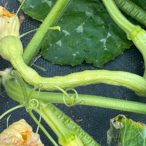 Squash Summer zucchetta Tromoncino certified organic seeds 10