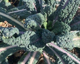 Può includere: Primo piano di una pianta verde con foglie strutturate e arricciate. Le foglie hanno una tonalità verde scuro con venature viola chiaro. La pianta sembra crescere all'aperto, forse in un giardino.