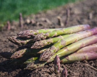 Semi Di Asparagi Selvatici Biologici – Varietà Antica Resistente, 250 Semi Per Balcone O Giardino