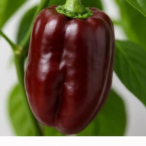 Pepper Georgescu chocolate sweet pepper seeds 15