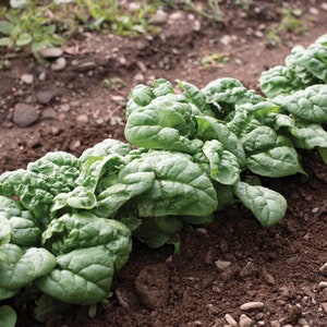 Spinach Hammerhead Seeds - 60 Seeds