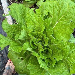 Pode incluir: Uma acelga de cor verde vibrante a crescer num canteiro. O vegetal de folha apresenta folhas grandes, enrugadas e de cor verde-clara com nervuras brancas proeminentes que irradiam do centro, exibindo texturas naturais e danos de insetos.
