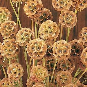 Scabiosa Starflower seeds 50