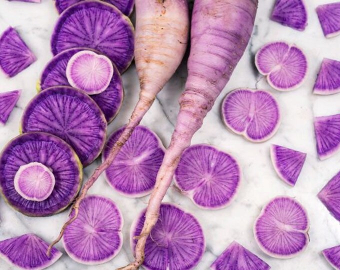 Radish Pusa Jamuni Heirloom Seed 25 Etsy