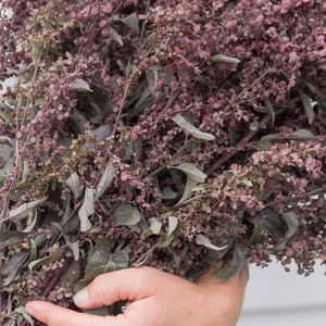 May include: A bunch of dried red and green foliage with small seed pods. The foliage is arranged in a bouquet and held by a hand.