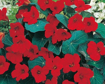 Nasturtium Empress of India heirloom flower seed 25