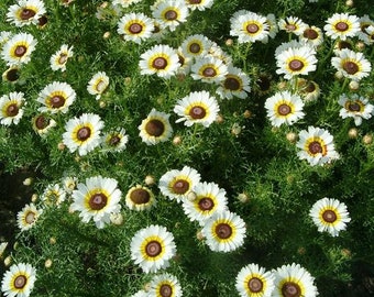 Daisy painted polar star flower seeds 50