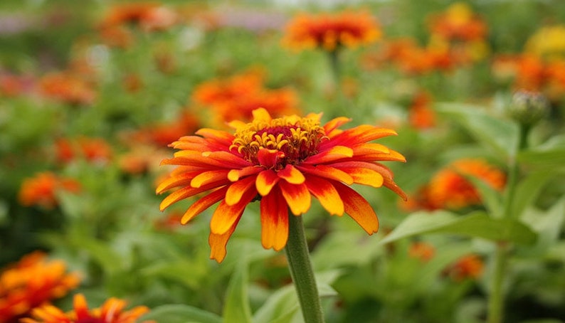 Zinnia old Mexico seeds 20