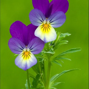 Violet heartsease viola tricolor organic seeds 35 image 1