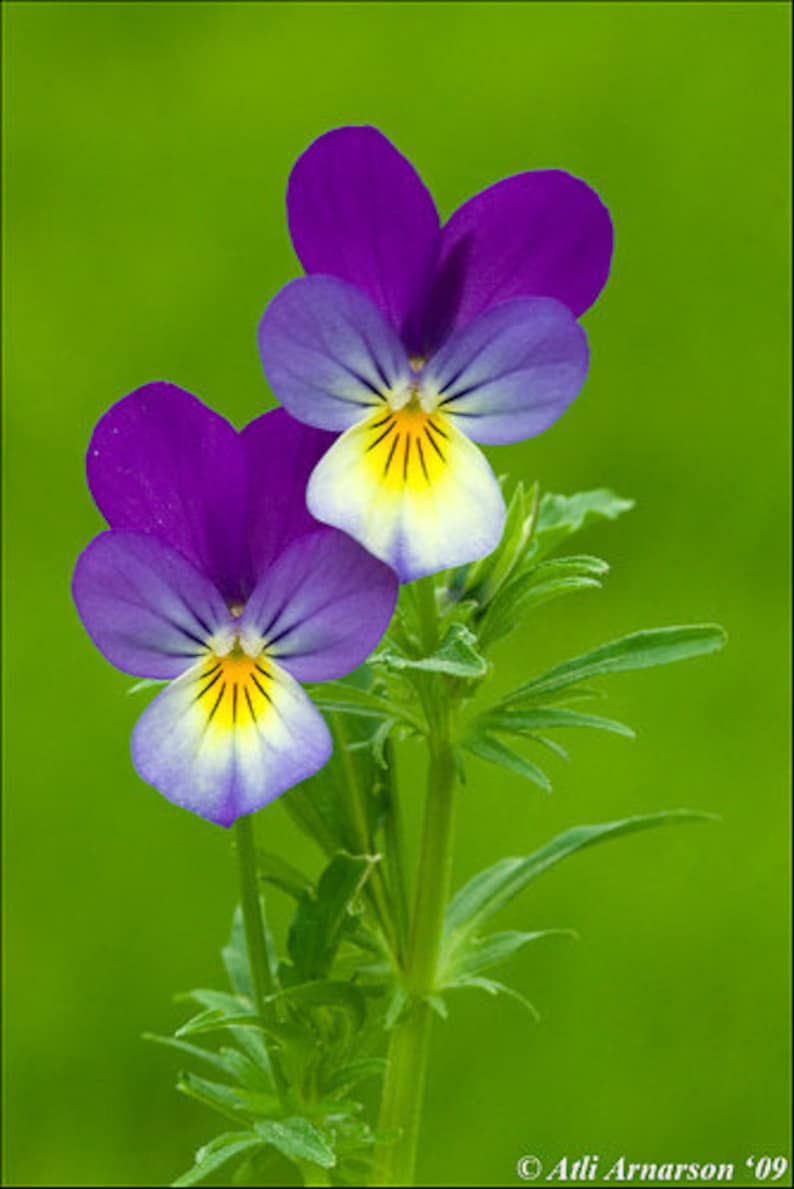 Violet heartsease viola tricolor organic seeds 35 image 1