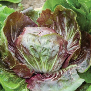 Radicchio Indigo pellet seed 25