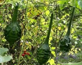 Gourd Dinosaur gourds seeds 10