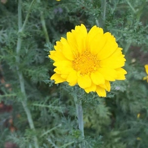 Gänseblümchen Girlande Chrysanthemen Blumensamen 100