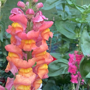 Leeuwebek vroeg brons lll bloemzaad 25