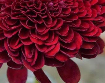 Zinnia Benary’s Riese Wein Bio-Samen 40