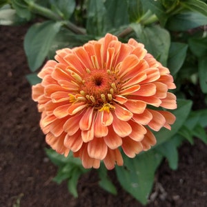 Zinnia El Dorado zinnia seeds 45