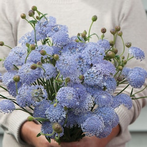 Didiscus lacy lavender blue seeds 50