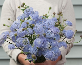 高い信頼 厚い信頼 ブルーレースフラワー種子/Didiscus Caeruleus/一年生50+ - Etsy 食器