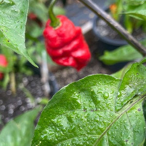 Pepper skunk red chili pepper seeds 10