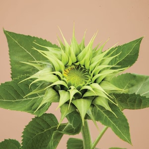 Zonnebloem zonvulling Groen 25