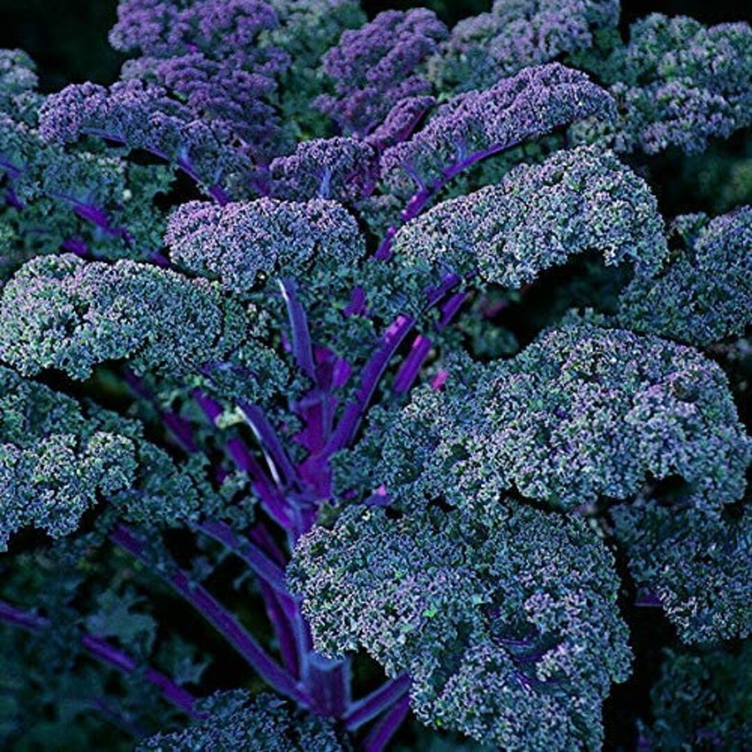 Kale Purple Moon Organic Seeds 35 Etsy