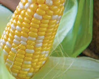 Corn packout (zea Mays) seeds 100